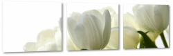 tulipany, biae, bukiet, eleganckie, do salonu, z bliska