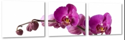 orchidea, fioletowa, biae to, do salonu, ukad, kompozycja, odyga