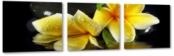 plumeria, lei, kamienie, wellness, relaks, krople wody, te, spa, czarne to