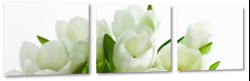 bukiet tulipanw, biae, otwarte, licie, ogrd, styl, gsto, do salonu