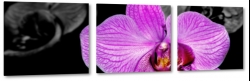 orchidea, fioletowa, czarne to, do salonu, zapach, z bliska