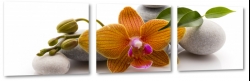 orchidea, kamienie, pomaraczowa, pki, spa, dla kobiety