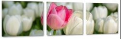 tulipany, biae, holandia, ka, pole, zdjcie makro, wiosenny, rowy, para