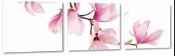 magnolia, rowe kwiaty, odyga, pikno, patki, biae to, zapach