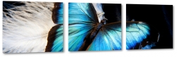 motyl, niebieski, owad, turkusowy, skrzyda, lot, pira, pikny, byszczcy, pirka
