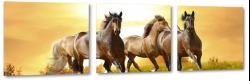 konie, mustangi, dziko, natura, galop, bieg, zachd, brzowy, wolno, zachd, ciepy kolor