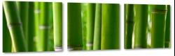 bambus, makro, zblienie, natura, zielony