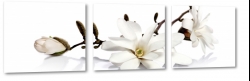 magnolia, biae kwiaty, odyga, pikno, patki, biae to, do salonu