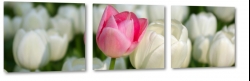 biae tulipany, rowy, kwiaty, bukiet, patki, licie, lato, natura, pikno, rozkwit, ogrd