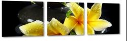 plumeria, lei, hawajski, kwiat zakochanych, ty, krople wody, czarne to