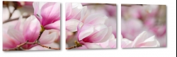 magnolia, rozkwitajcy, otwarty, natura, patki, wiosna, makro, rowa, zapach