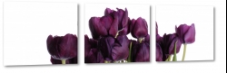 czarne tulipany, fioletowy, kwiaty, bukiet, wierno, wdzik, elegancja, makro, biae to