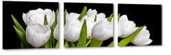 biae tulipany, holandia, zapach, bukiet, wiosenne, ogrd, do salonu, czarne to