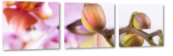 orchidea, pki, fioletowa, natura, z bliska, makro, zapach, wiosenna