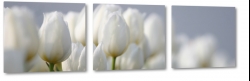 biae tulipany, holandia, zapach, bukiet, wiosenne, ogrd, do salonu, makro