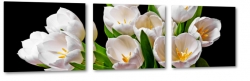 biae tulipany, holandia, zapach, bukiet, wiosenne, ogrd, do salonu, czarne to