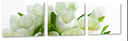 biae tulipany, holandia, zapach, bukiet, wiosenne, ogrd, do salonu, biae to
