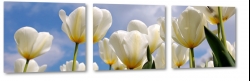biae tulipany, otwarte, rozkwitajce, bukiet kwiatw, pikno, styl, niewinno, biae to, ka