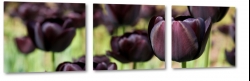 czarne tulipany, fioletowy, holandia, kwiaty, bukiet, wierno, wdzik, elegancja, makro, ka, pole, wiosna, lato