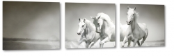 konie, biay ko, dostojny, majestatyczny, biel, pikno, grzywa, galop, bieg, symbol, jasno, opanowanie, spacer, wycig, rywalizacja, b&w