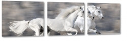 konie, siwek, arab, biay ko, dostojny, majestatyczny, biel, pikno, grzywa, galop, bieg, symbol, jasno, opanowanie
