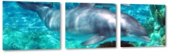 delfiny, butelkonose, woda, ocean, oceanarium, lazur, turkus, mdro, petwy