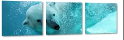 niedwied polarny, mi, futro, drapienik, nurkowanie, pod wod, zima, antarktyda, ld, jezioro, biel