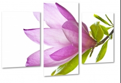 magnolia, fioletowa, rozkwitajca, wiosenna, kobieca, otwarta, biae to