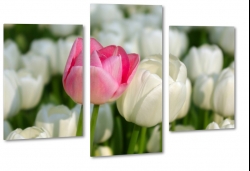 biae tulipany, holandia, zapach, bukiet, wiosenne, ogrd, do salonu, makro, rowy, para