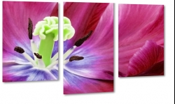 tulipan, rowy, makro, z bliska, py, natura, holenderski