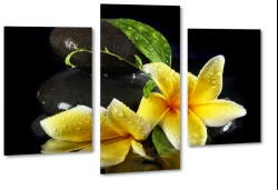 plumeria, kamienie, kwiat lei, spa, ukad, kompozycja, kwiat zakochanych, czarne to