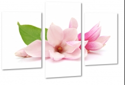 magnolia, rowe kwiaty, pikno, patki, biae to, do salonu