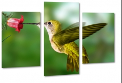 koliber, ptak, kwiat, skrzyda, natura, lot, pira, zielony, makro