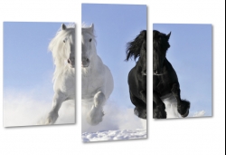 konie, biay, czarny, dostojny, majestatyczny, kontrast, biel, pikno, grzywa, galop, bieg, symbol, jasno, opanowanie, spacer, wycig, rywalizacja, nieg, zima