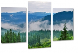bieszczady, tatry, choinki, las, park, mga, szczyt, szlak