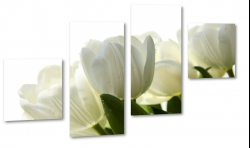 tulipany, biae, holandia, ka, pole, wiosenny, rozkwitajce, do salonu