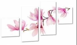 magnolia, rowe kwiaty, odyga, pikno, patki, biae to, zapach