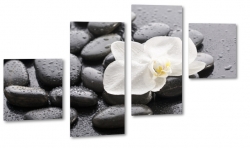 orchidea, kamienie, otoczaki, biaa, krople wody, spa, wellness