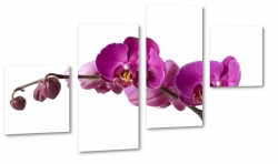 orchidea, fioletowy, patki, kwiaty, ogrd, wiosna, lato, biae to, odyga