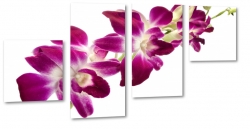 orchidea, fioletowy, patki, kwiaty, ogrd, wiosna, lato, biae to, odyga