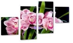 orchidea, fioletowa, czarne to, do salonu, zapach, z bliska, licie