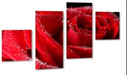 ra, makro, b&w, miosna, romantyczna, dla zakochanych, czerwona, rosa