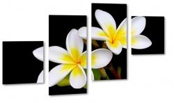 plumeria, kwiat lei, hawajski, kwiat zakochanych, biay, dla dziewczyny