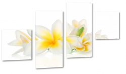 plumeria, kamienie, hawajski, kwiat zakochanych, wellness, spa