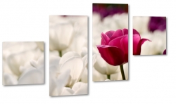 tulipany, biae, holandia, ka, pole, zdjcie makro, wiosenny, rowy