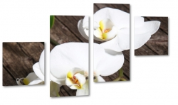 orchidea, biaa, storczyk, podarunek, dla kobiety, wiosenna, ecru