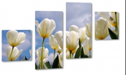 tulipany, biae, holandia, ka, pole, wiosenny, rozkwitajce, do salonu