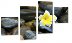 plumeria, kamienie, otoczaki, kwiat lei, hawajski, spa, dla kobiety