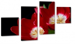 czerwone tulipany, kwiaty, bukiet, patki, licie, lato, natura, czarne to, pikno, makro