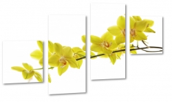 orchidea, ty, jasny, kwiaty, natura, ogrd, kwitncy, odyga, biae to, zapach